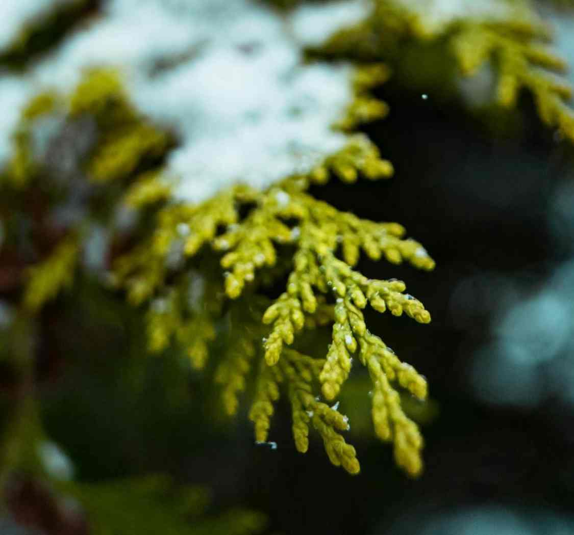 今日小雪：小雪润年华，悄然韵心扉。