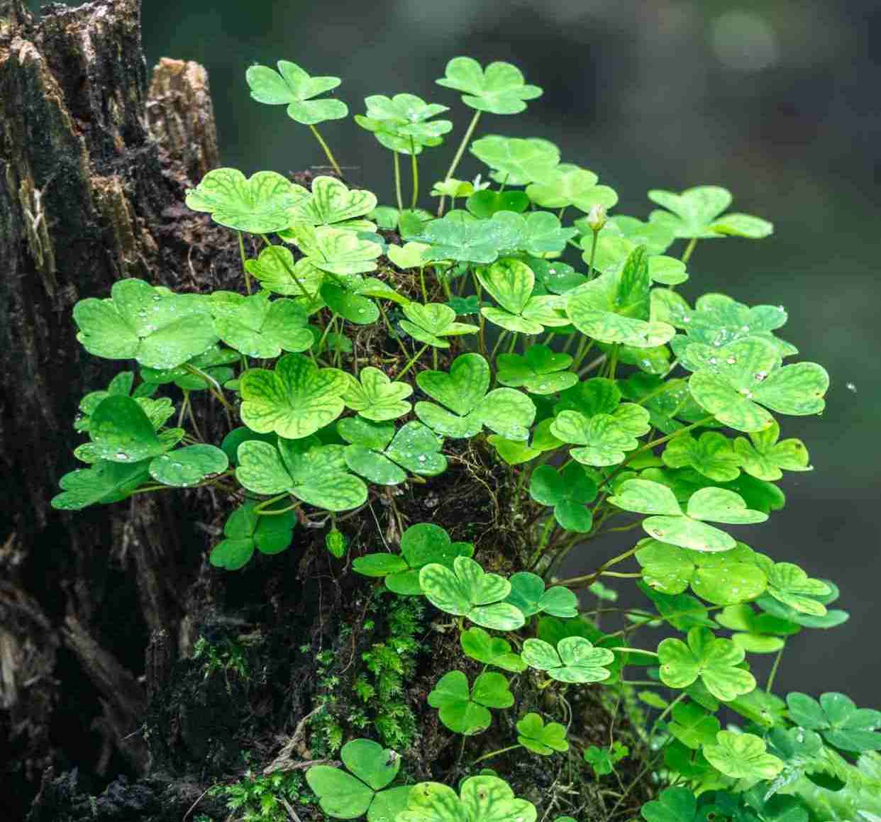 向下生根，向上开花，不负生活，不负自己。