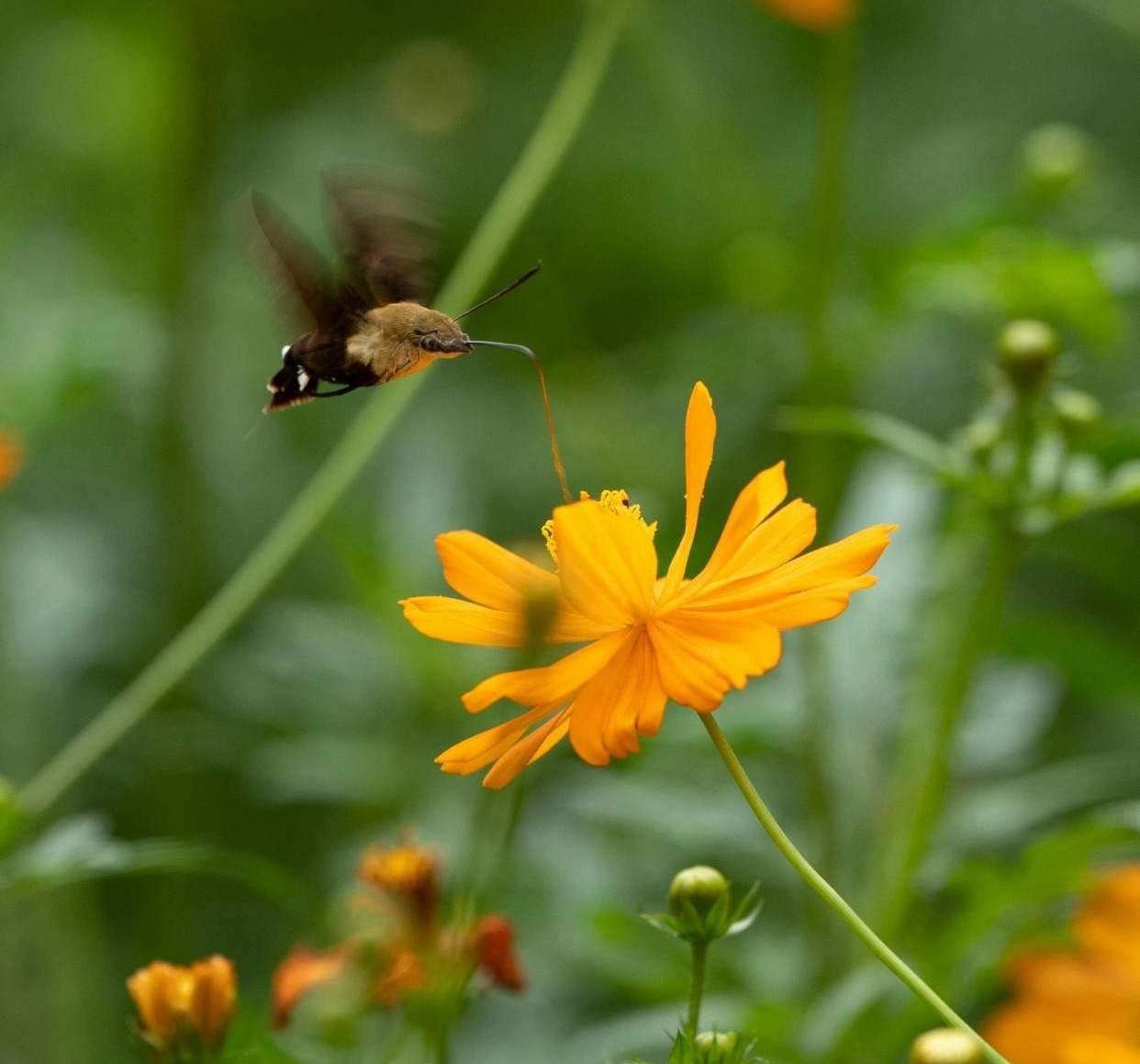 给理想留点时间，等风来，也等花开。